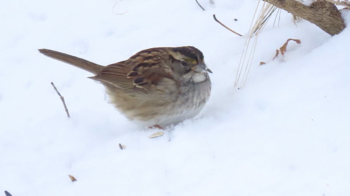 White-throated Sparrow - ML614937390
