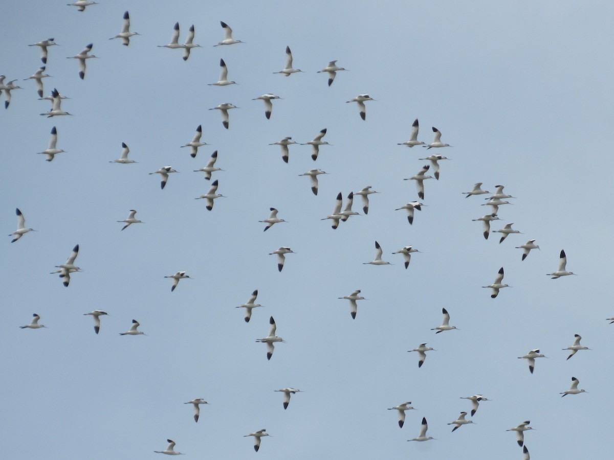 Pied Avocet - ML614937399