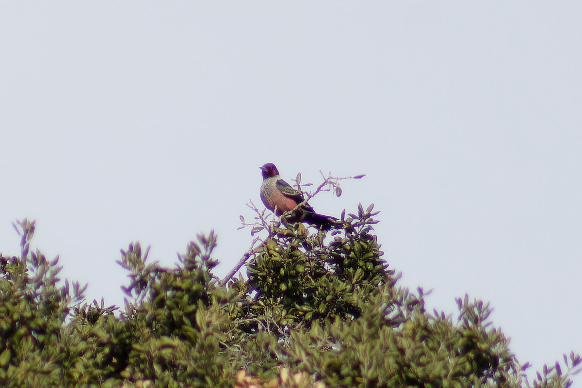 Lewis's Woodpecker - ML614937419