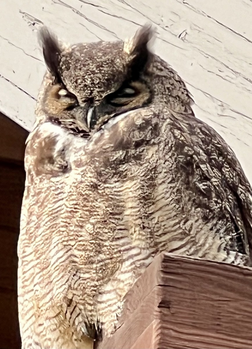 Great Horned Owl - ML614937450