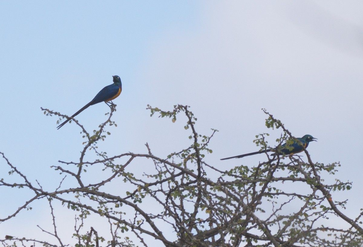 Golden-breasted Starling - ML614937470