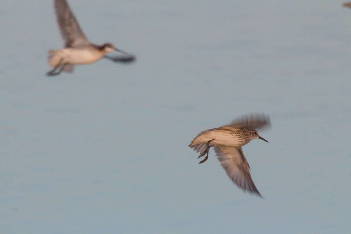 White-rumped Sandpiper - Richard Webster