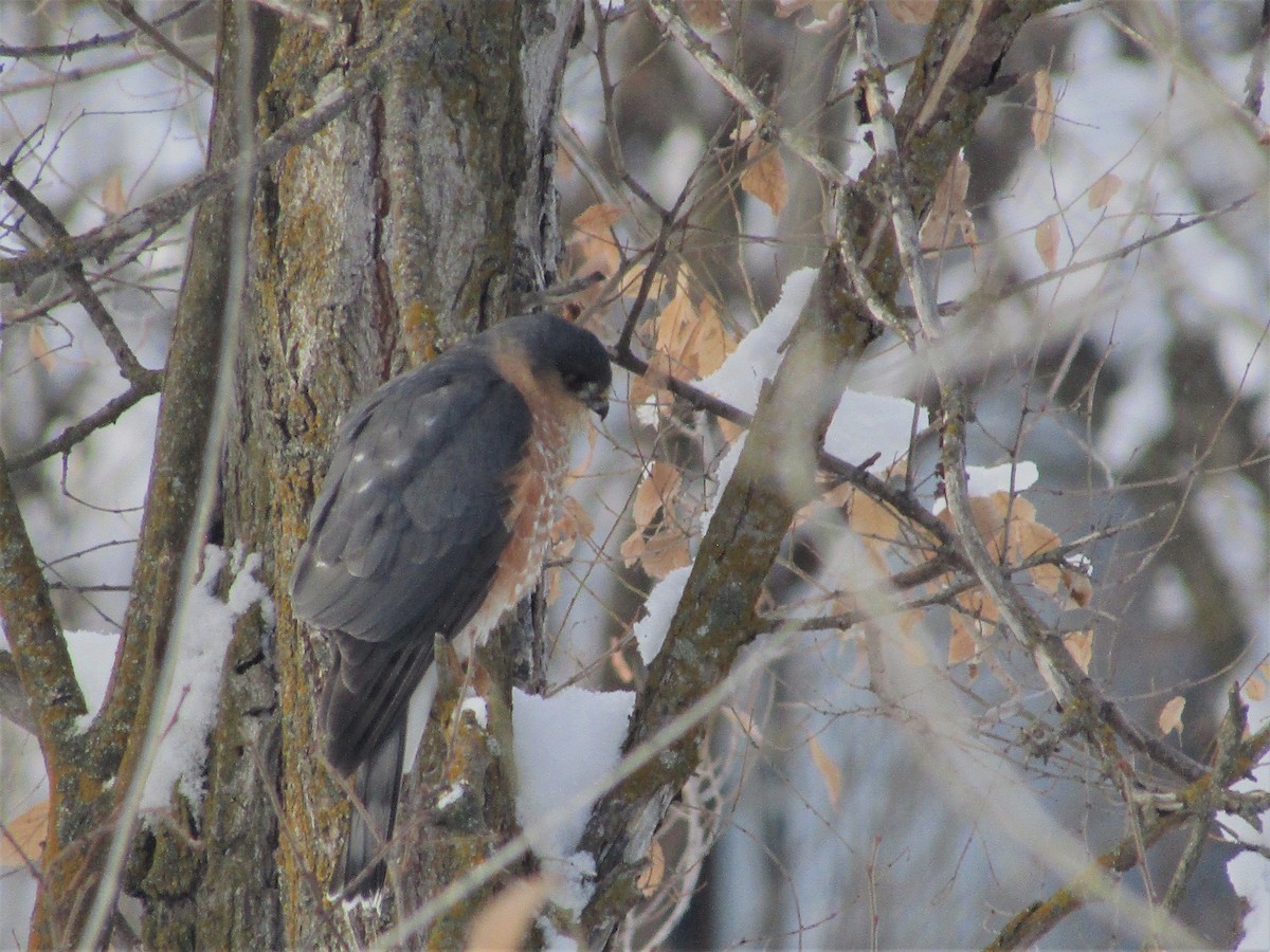 Sharp-shinned Hawk - ML614937582