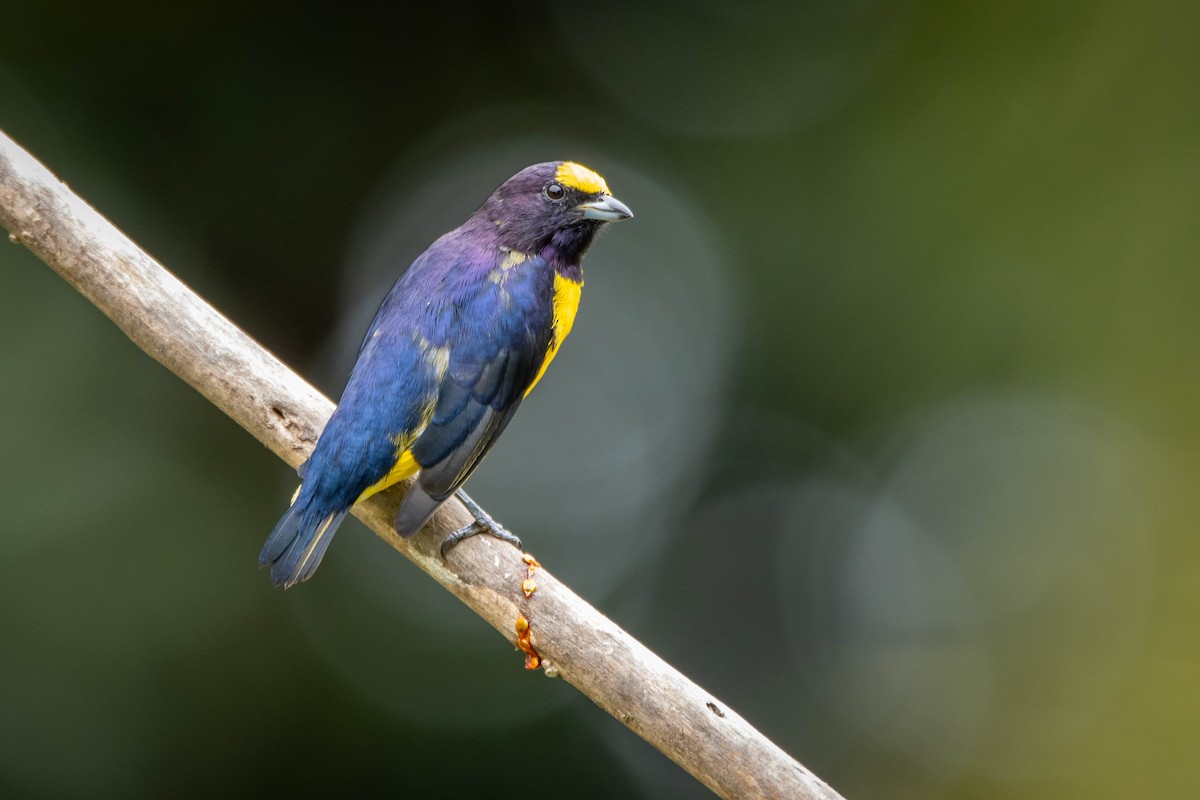 Purple-throated Euphonia - ML614937587