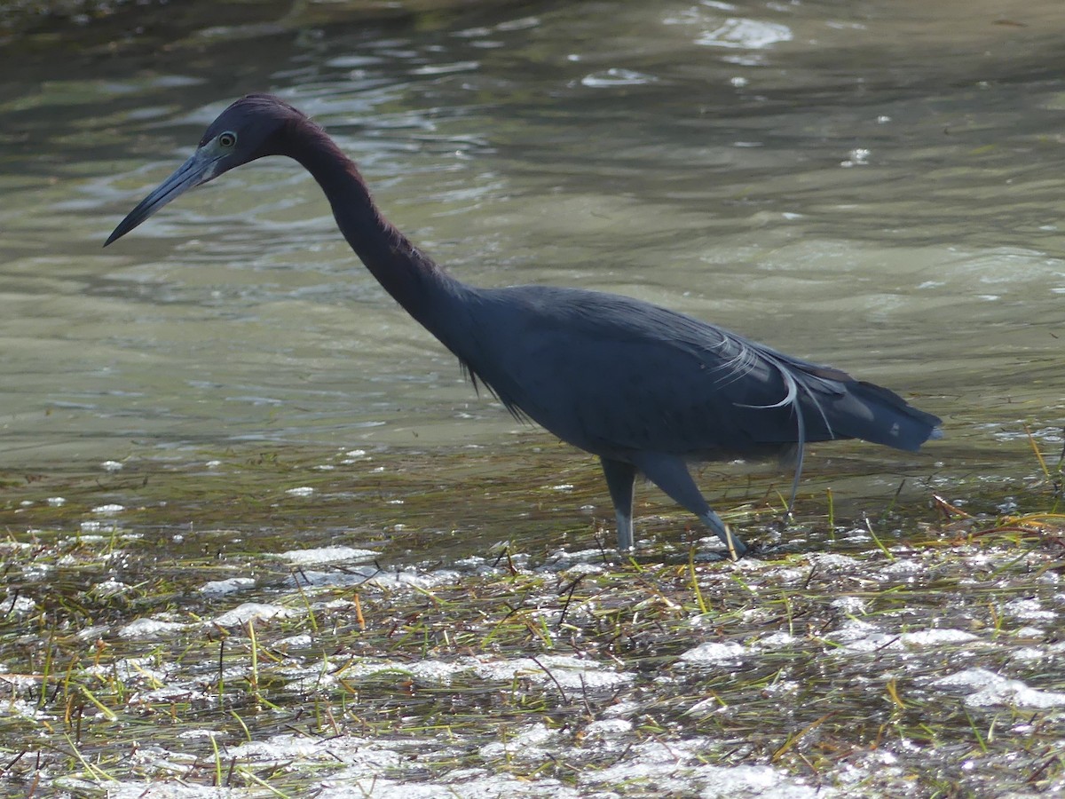 Little Blue Heron - ML614937610