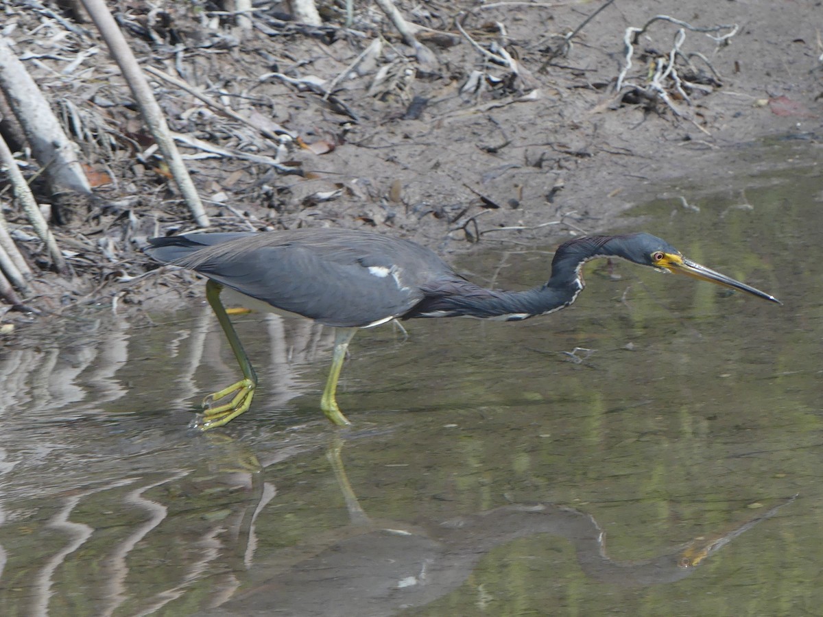 Tricolored Heron - ML614937621