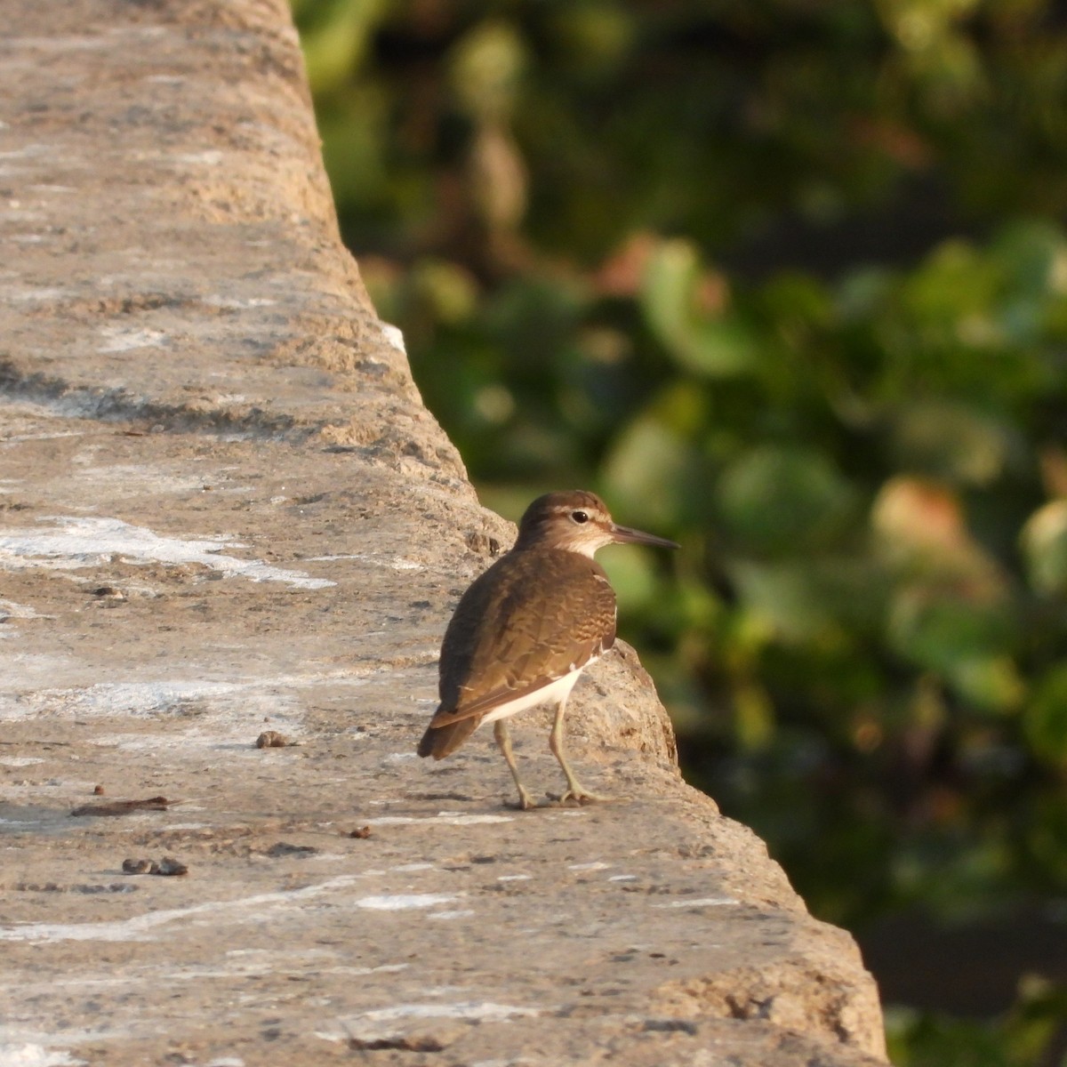 Common Sandpiper - ML614937625