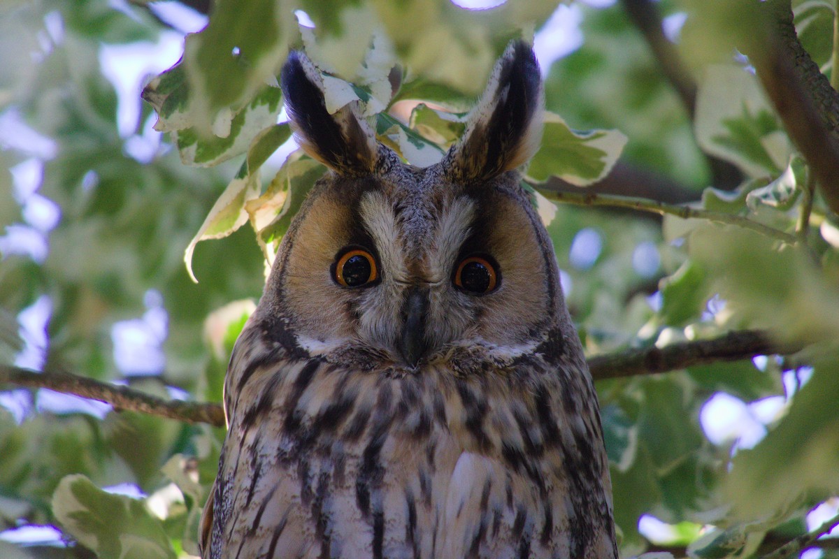 Long-eared Owl - Ivan Prates