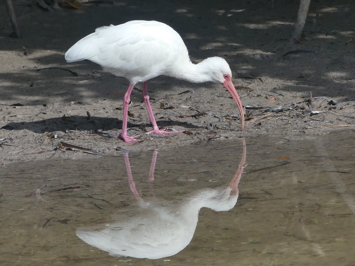 White Ibis - ML614937649