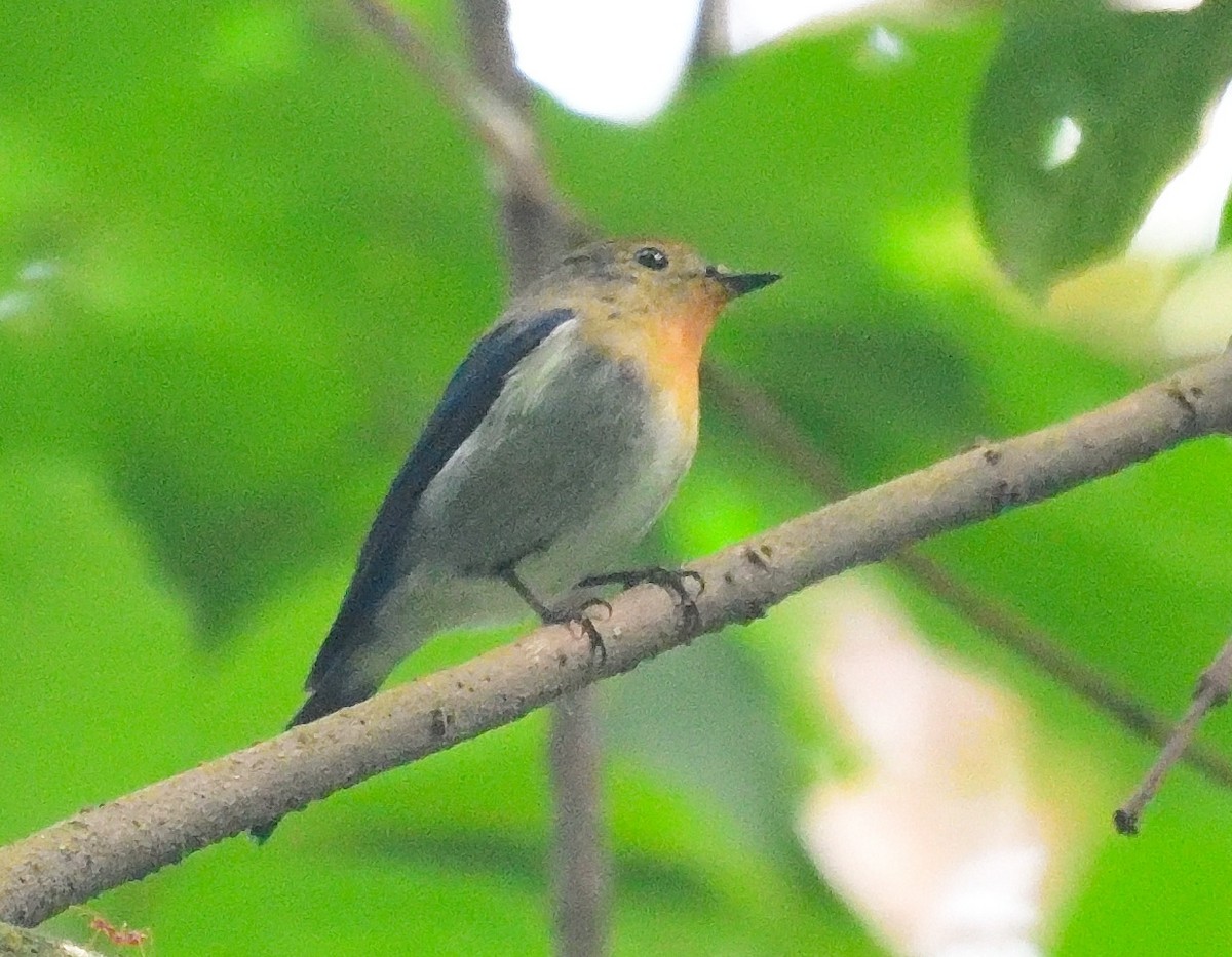 Saphirschnäpper - ML614937697