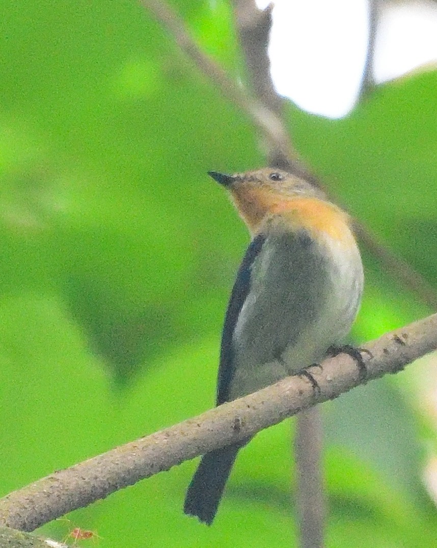 Saphirschnäpper - ML614937698