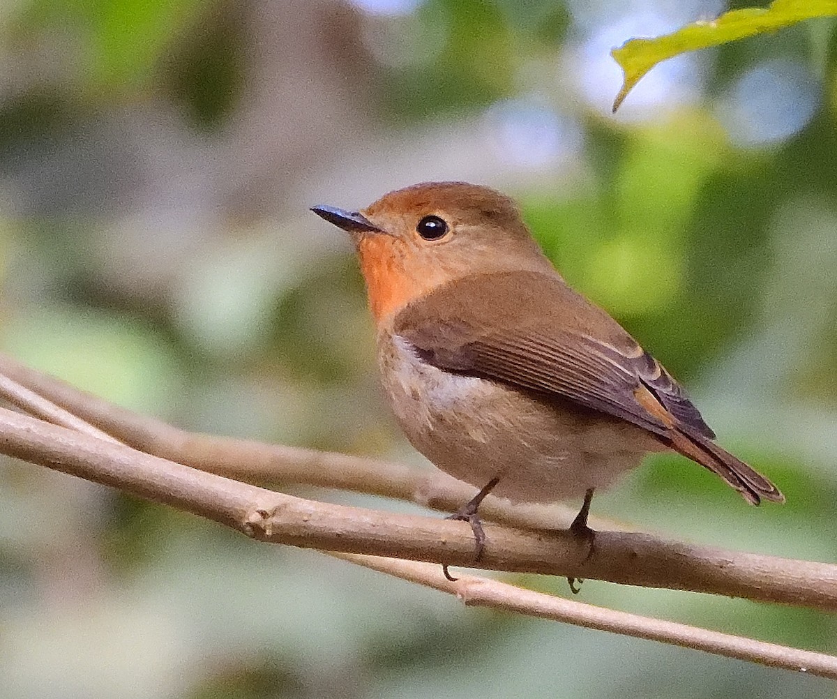 Saphirschnäpper - ML614937699