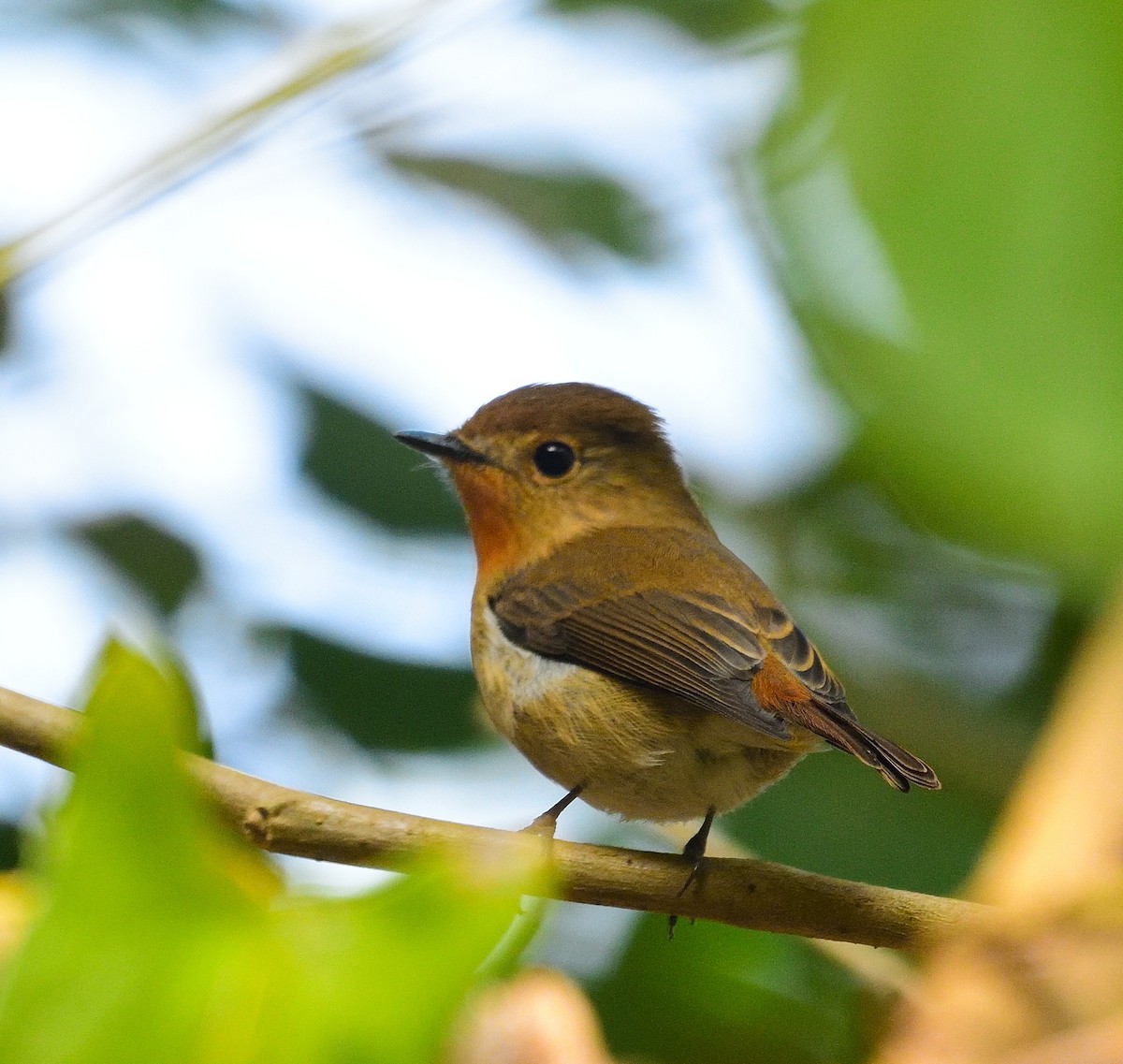 Saphirschnäpper - ML614937700