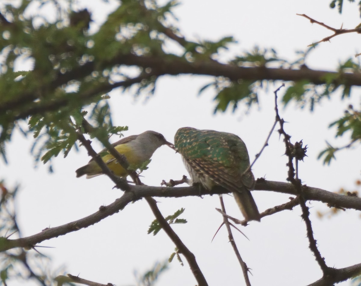 Klaas's Cuckoo - ML614937843