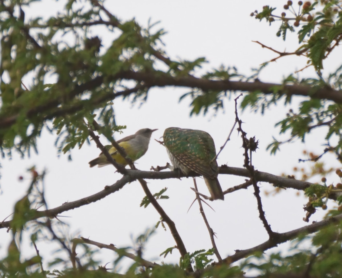 Klaas's Cuckoo - ML614937845