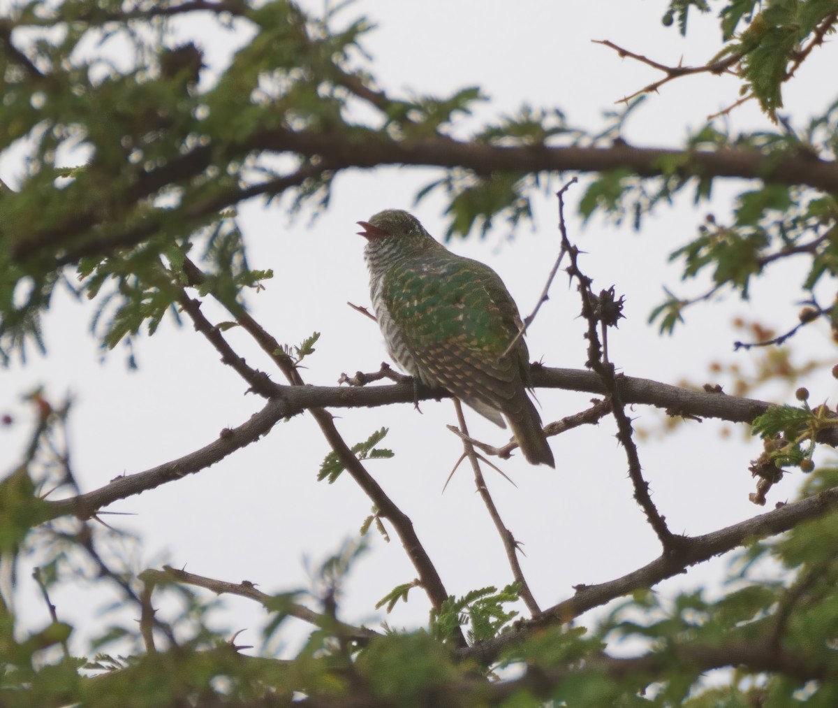 Klaas's Cuckoo - Tracy McLellan