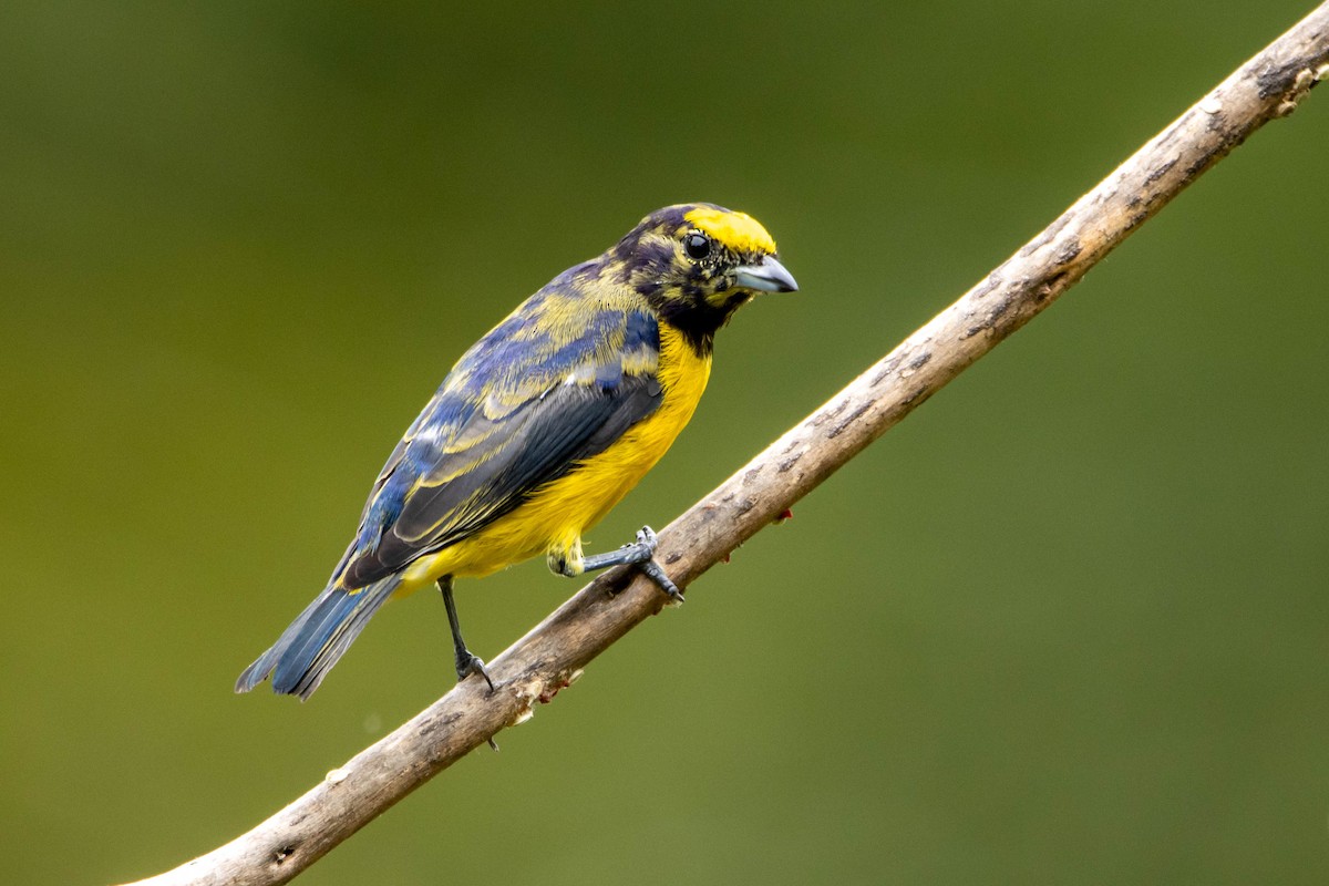 Purple-throated Euphonia - ML614937862