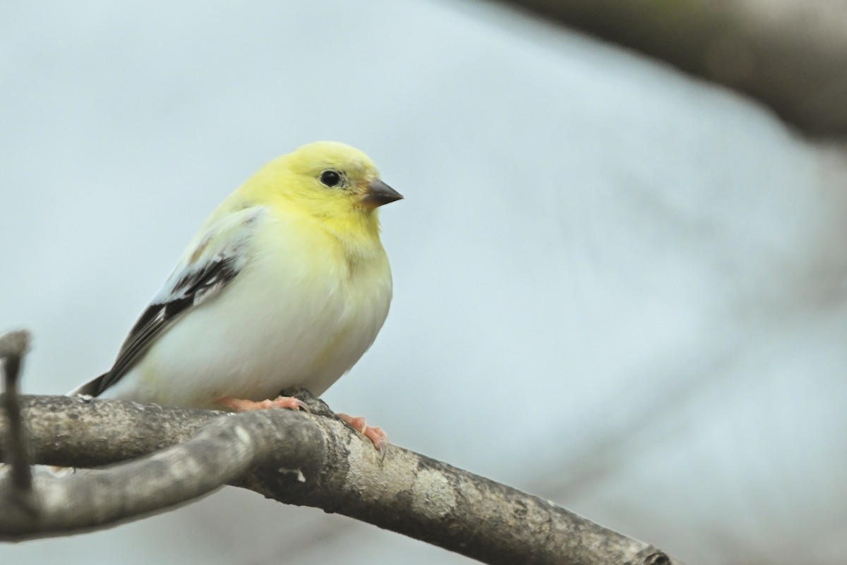 American Goldfinch - Barbara Yoakum