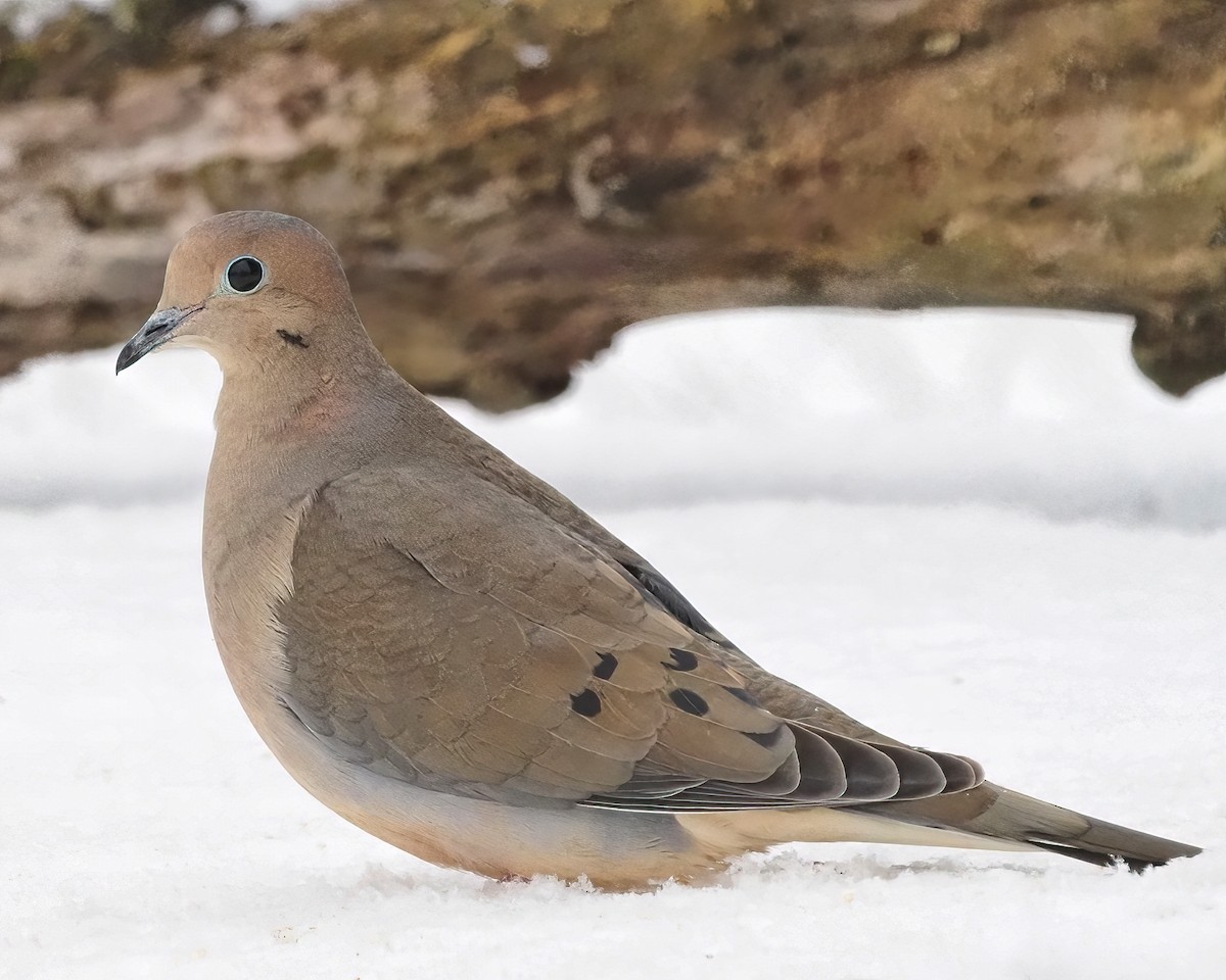 Mourning Dove - Mike Smith