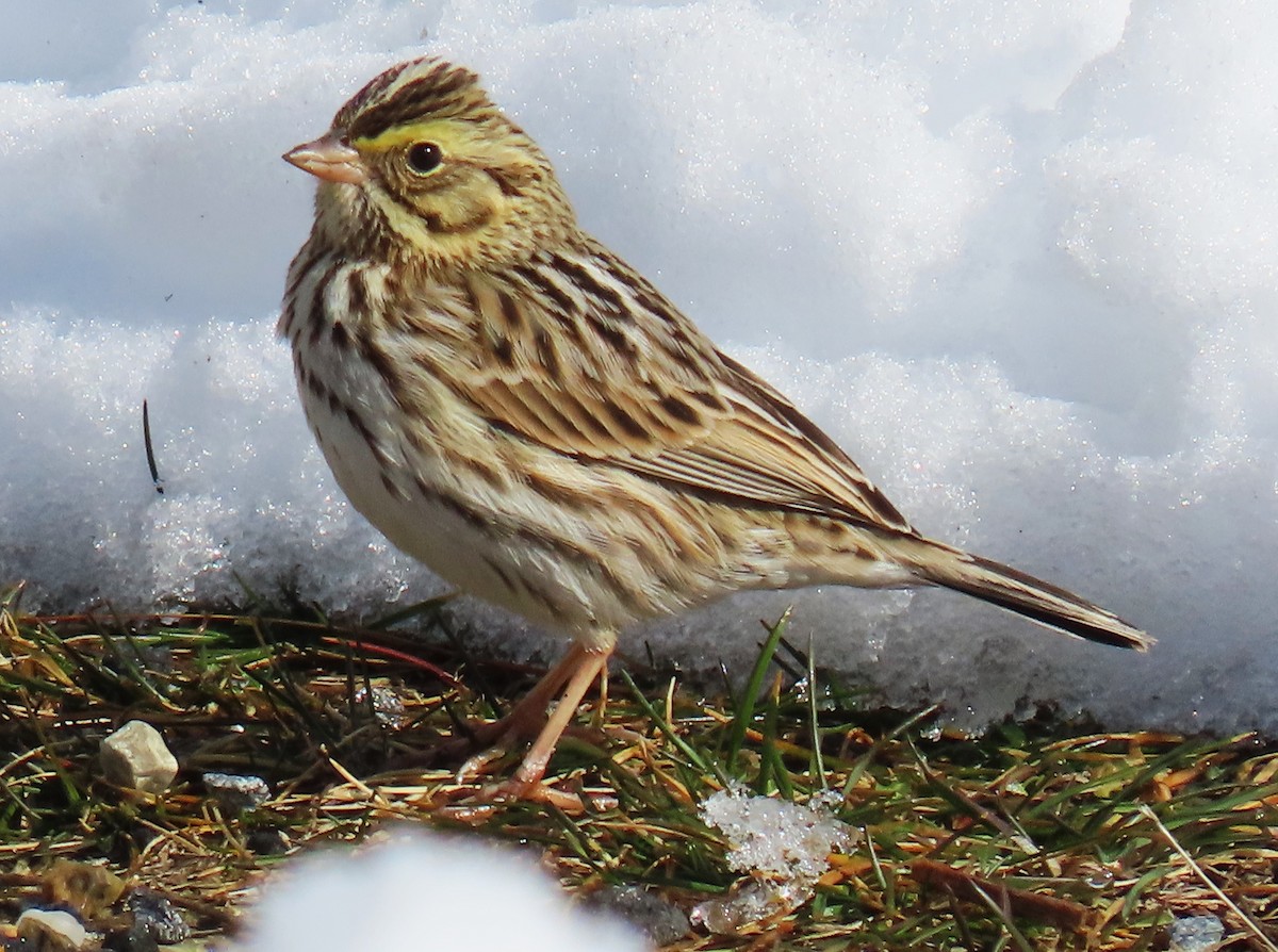 Savannah Sparrow - Jim Sweeney