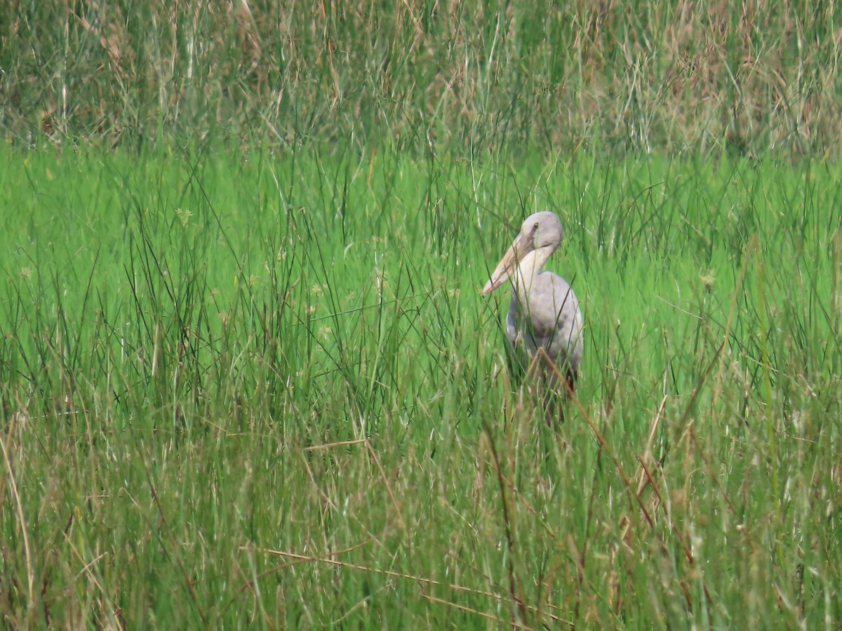 Asian Openbill - ML614938097