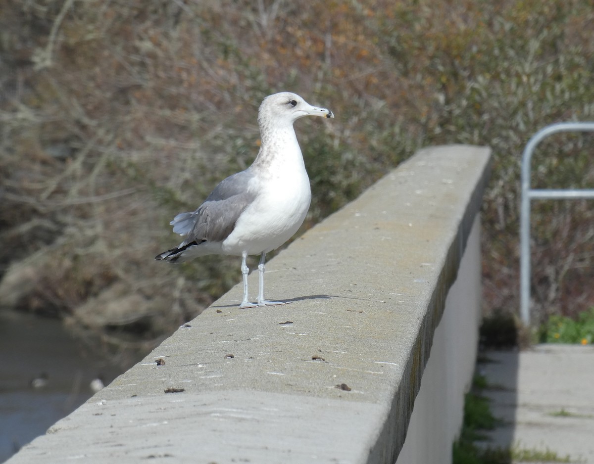 Gaviota Californiana - ML614938100