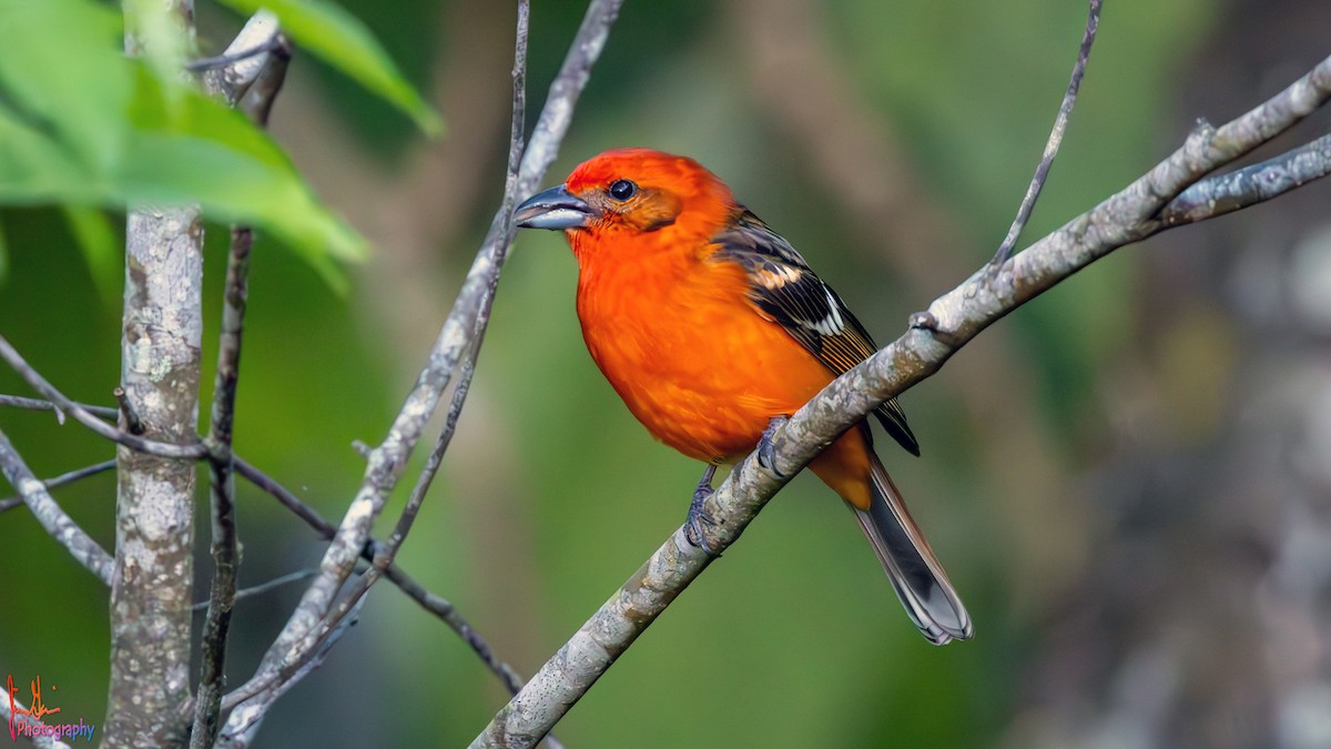 Flame-colored Tanager - ML614938153