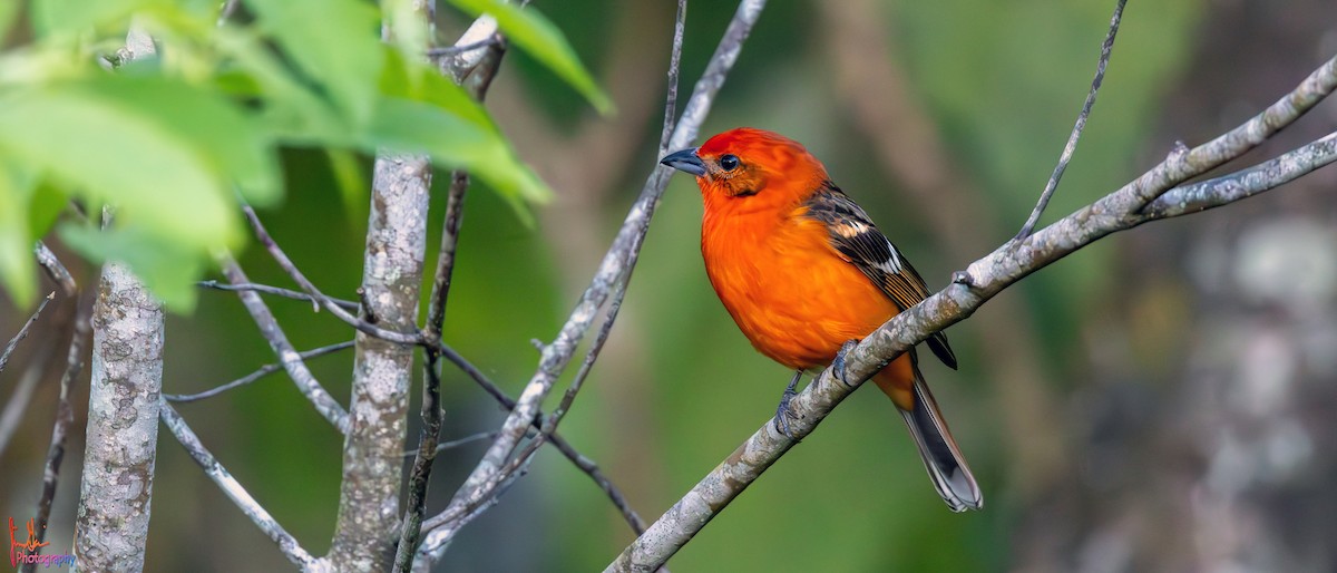 Flame-colored Tanager - ML614938154