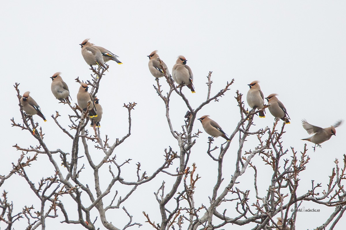 Bohemian Waxwing - ML614938186