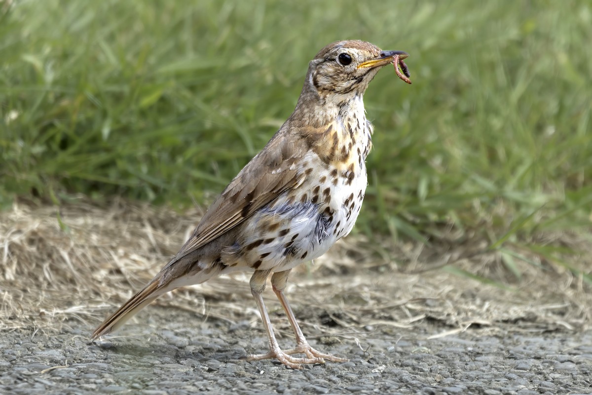 Song Thrush - ML614938208