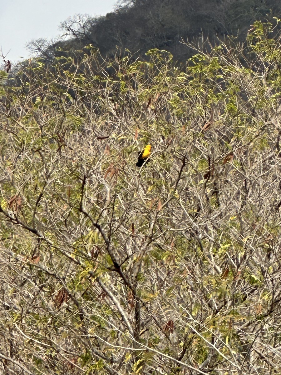 Altamira Oriole - Cole Lundquist