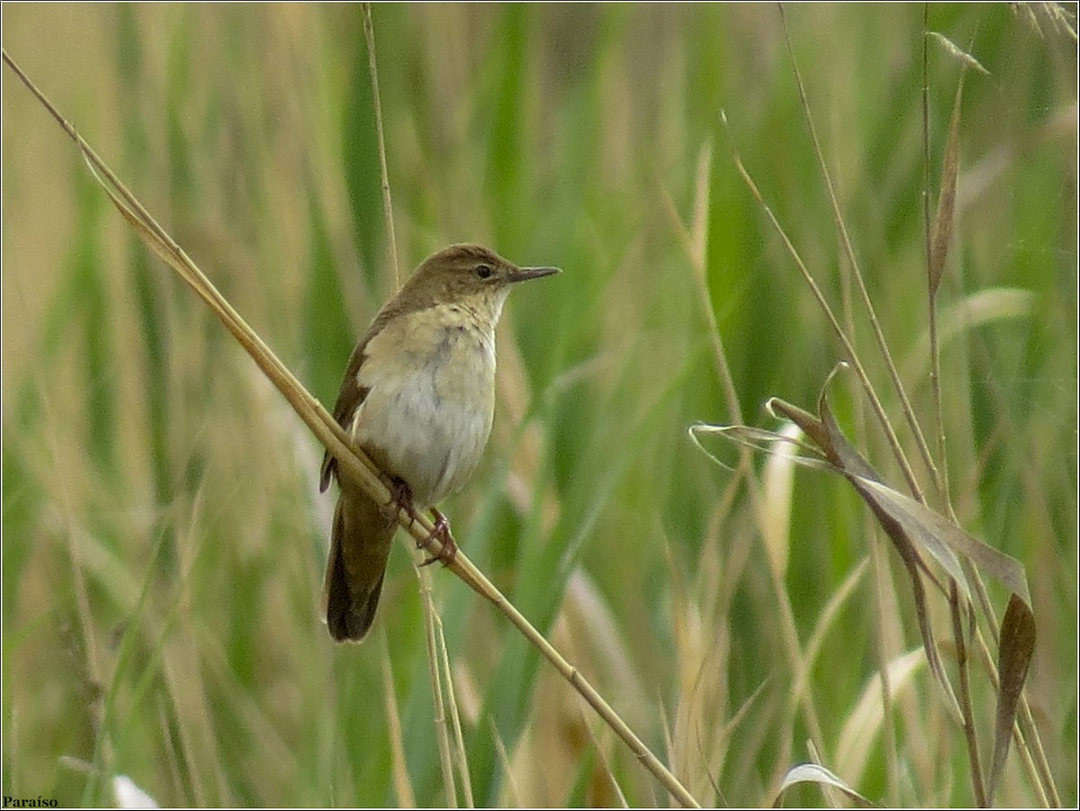 Savi's Warbler - ML614938260