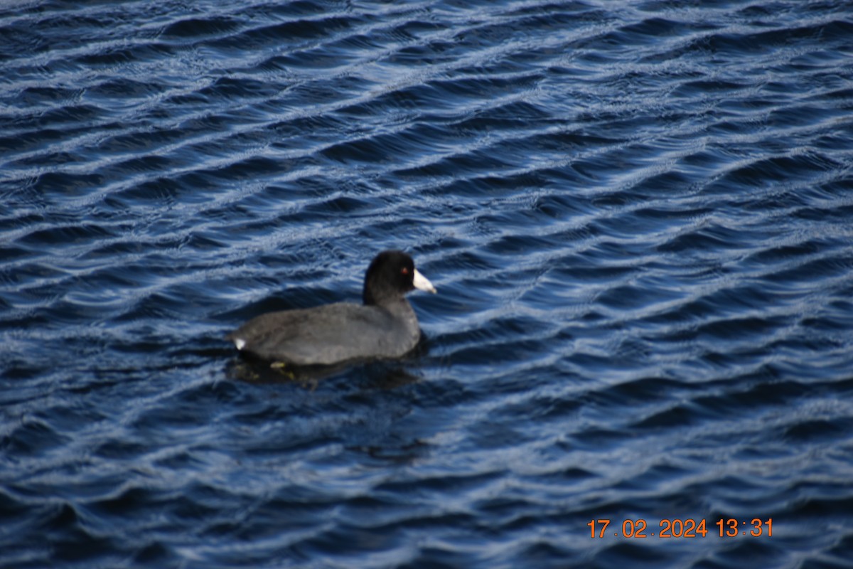 American Coot - ML614938328