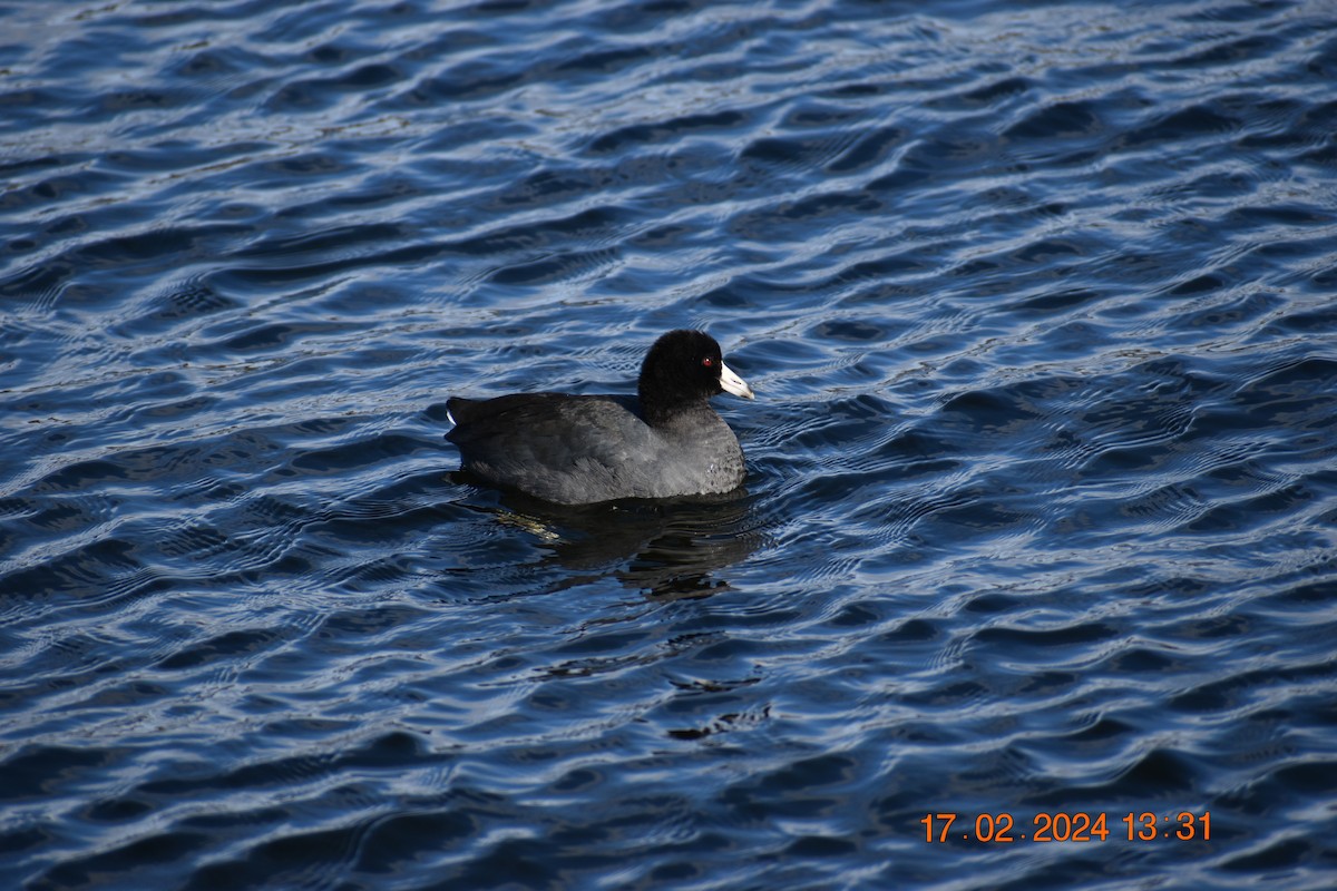 American Coot - ML614938329