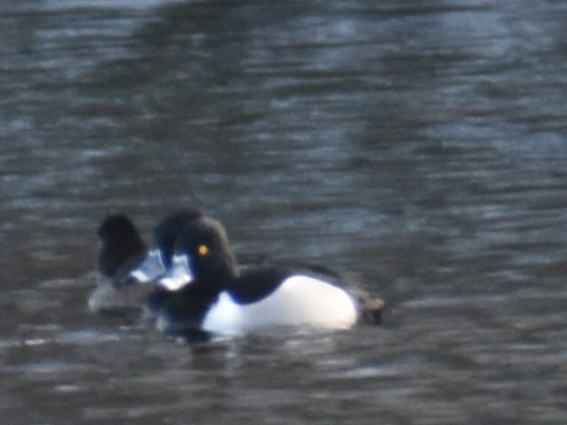 Ring-necked Duck - Donnie  MacNeil