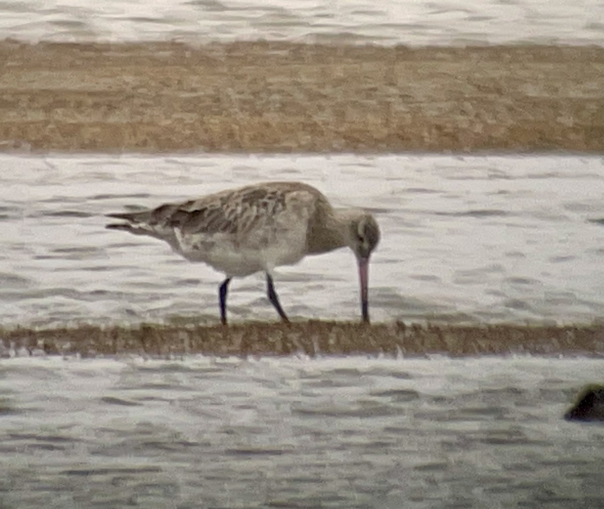 Bar-tailed Godwit - ML614938372