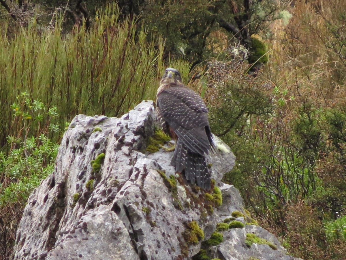 New Zealand Falcon - ML614938384