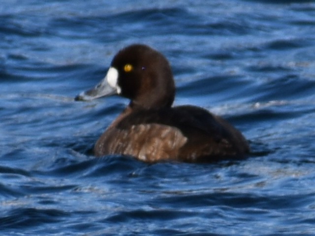 Lesser Scaup - ML614938415