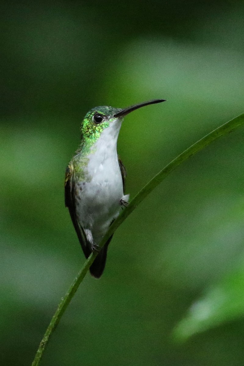 kolibřík andský - ML614938446