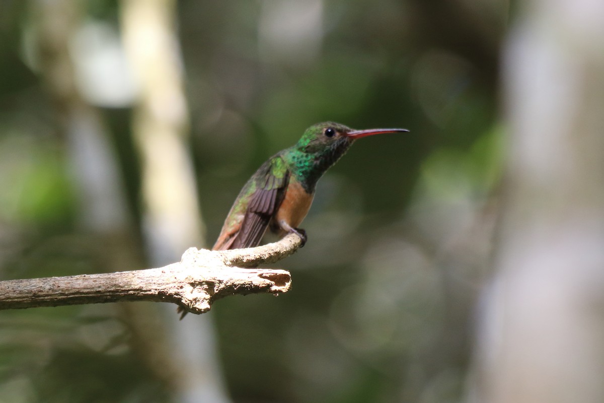 kolibřík yukatanský - ML614938447