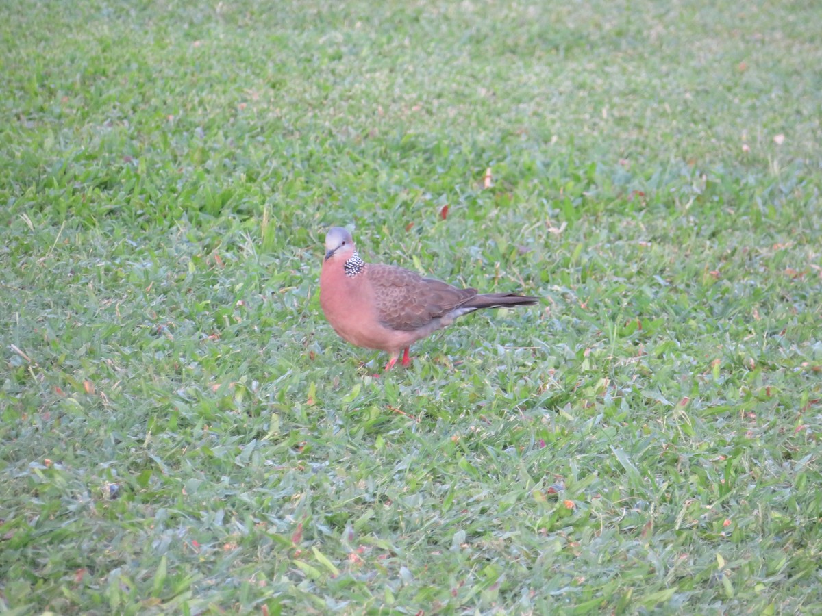 Spotted Dove - ML614938628