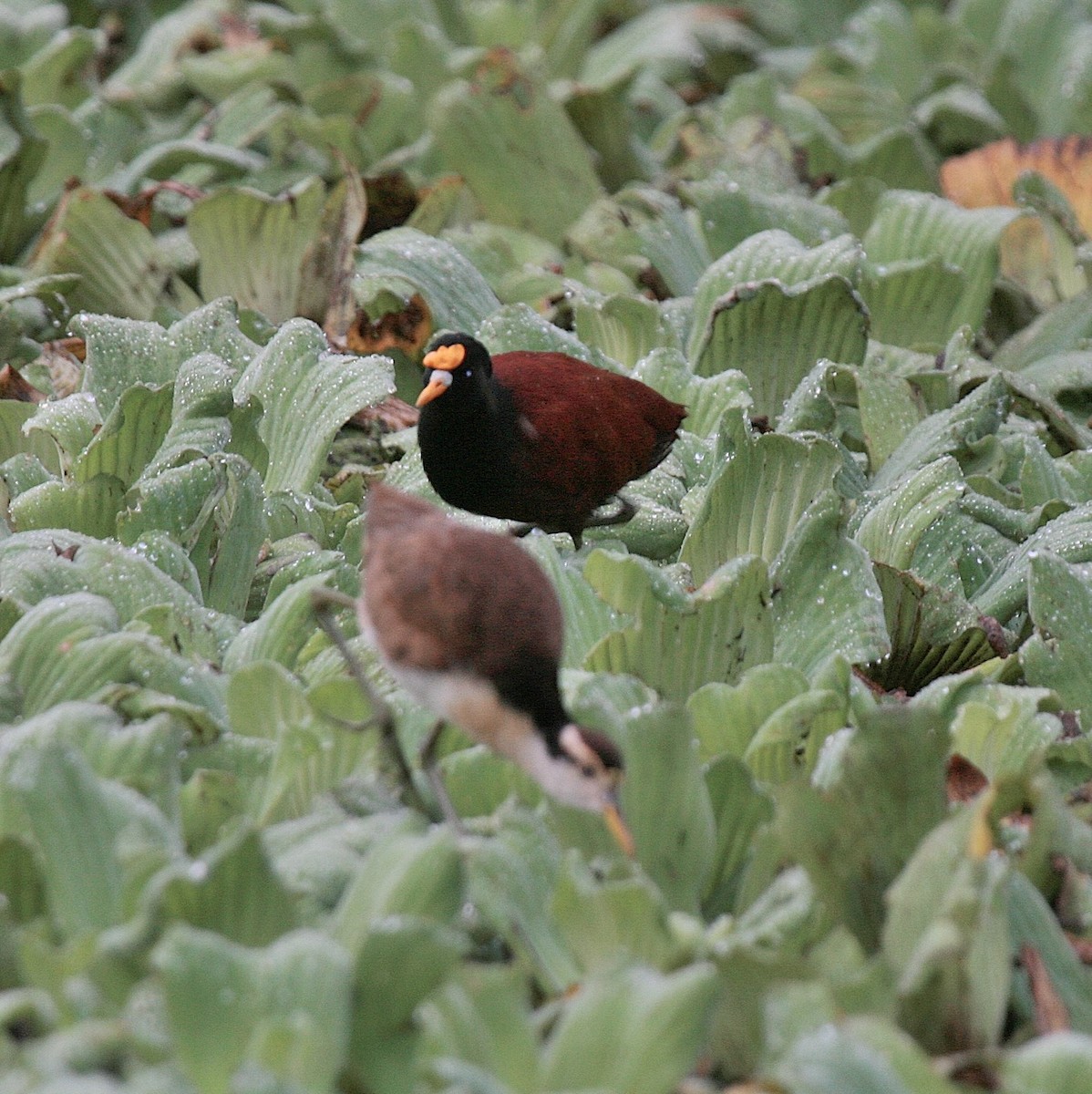 Jacana du Mexique - ML614938701