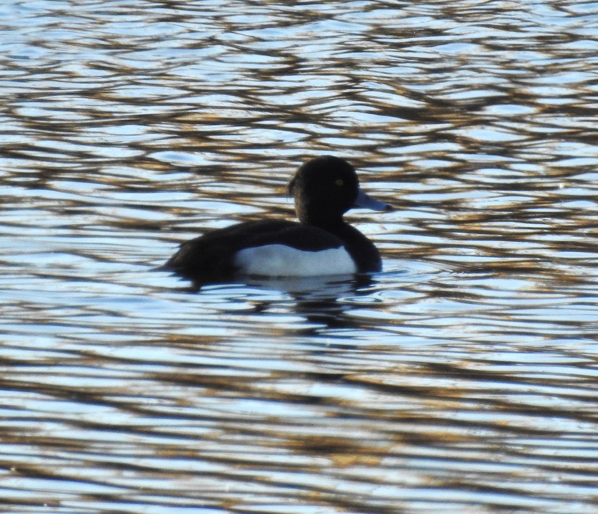 Tufted Duck - ML614938794