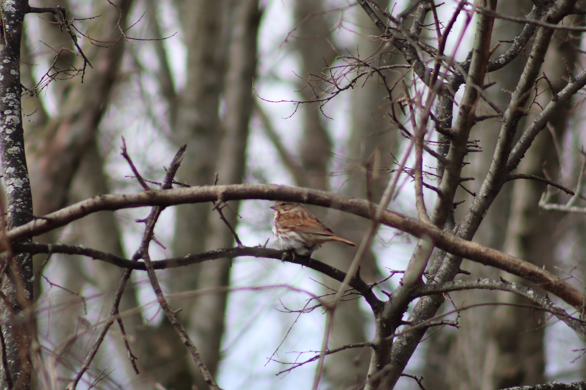 Fox Sparrow - Ty Sharrow