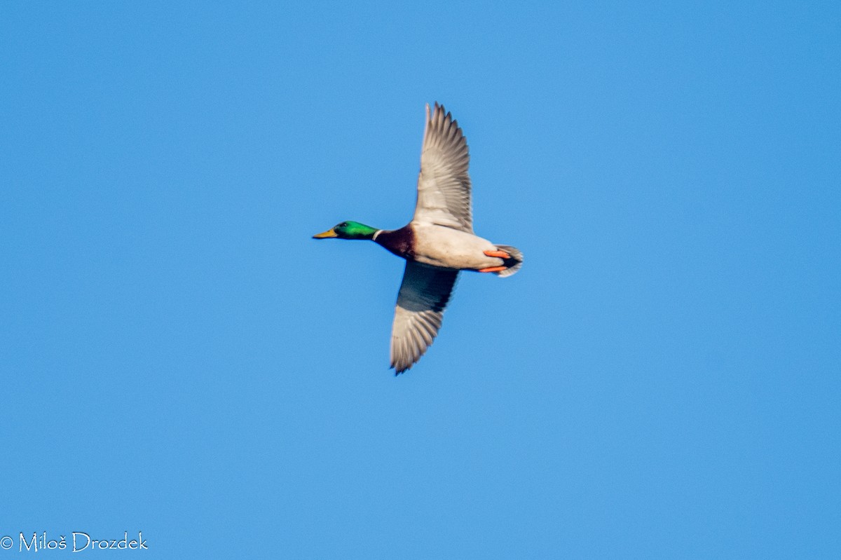 Mallard - ML614938939