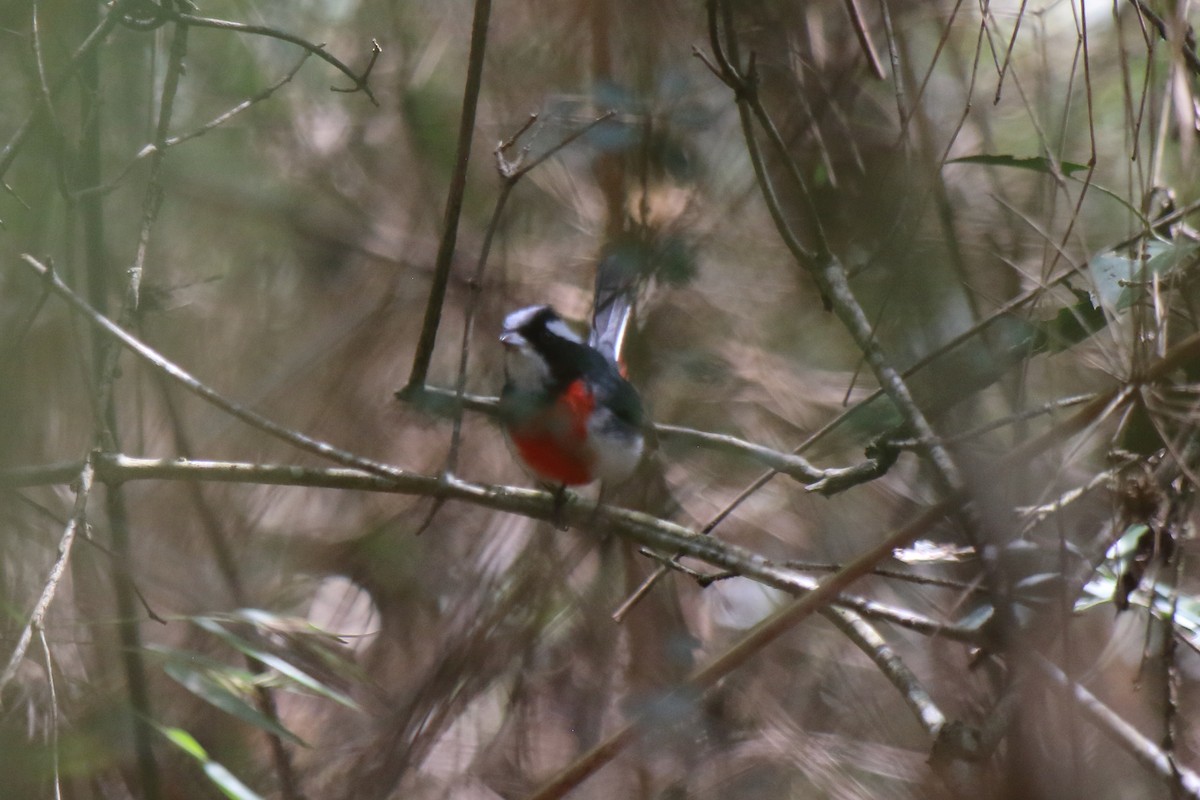 Red-breasted Chat - Jarmo Jalava