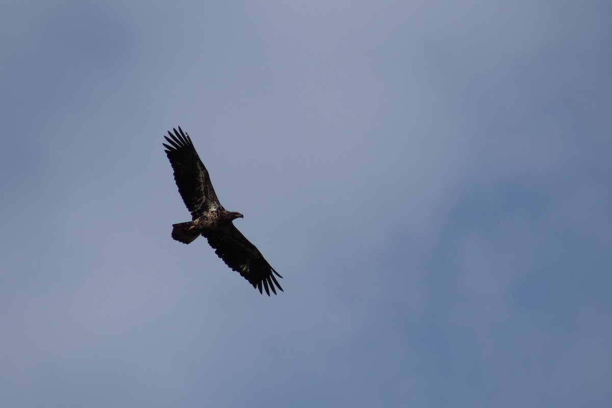 Bald Eagle - Ty Sharrow