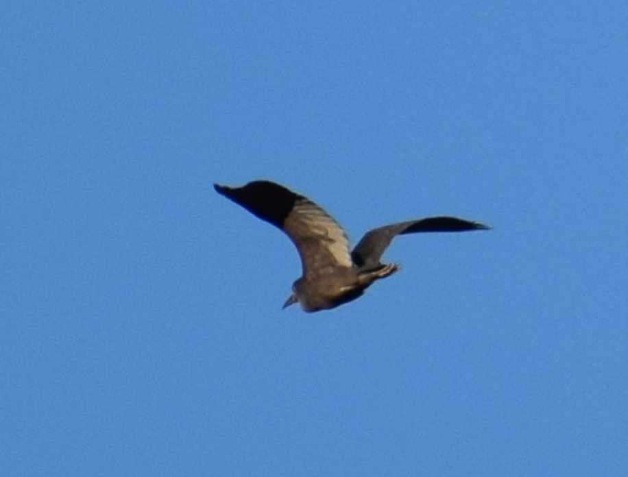 Black-crowned Night Heron - ML614939061