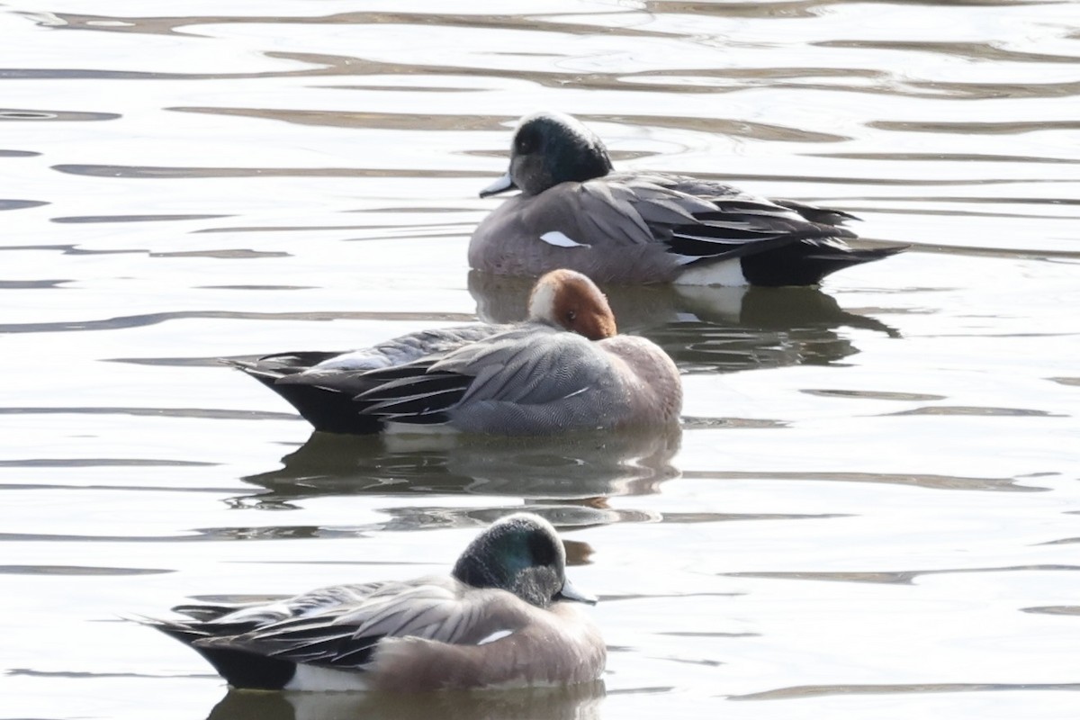 Eurasian Wigeon - ML614939086