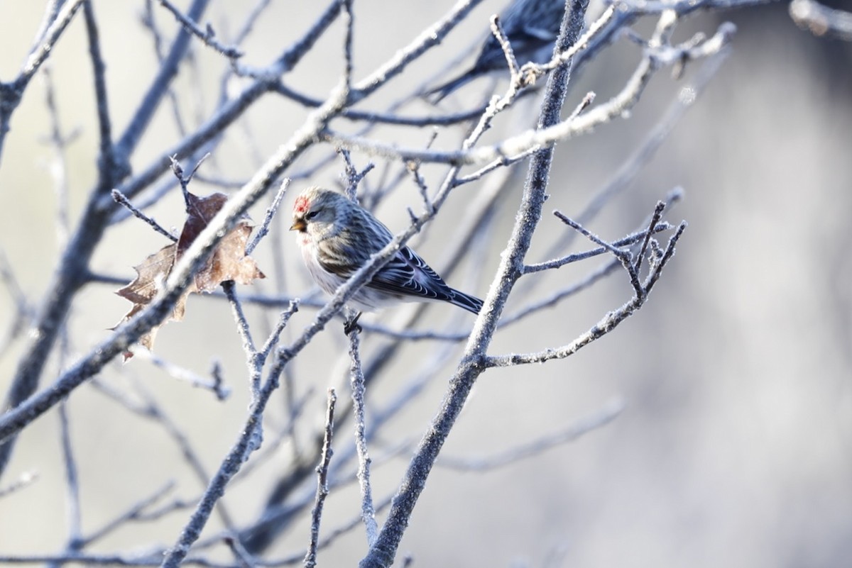 Hoary Redpoll - ML614939100